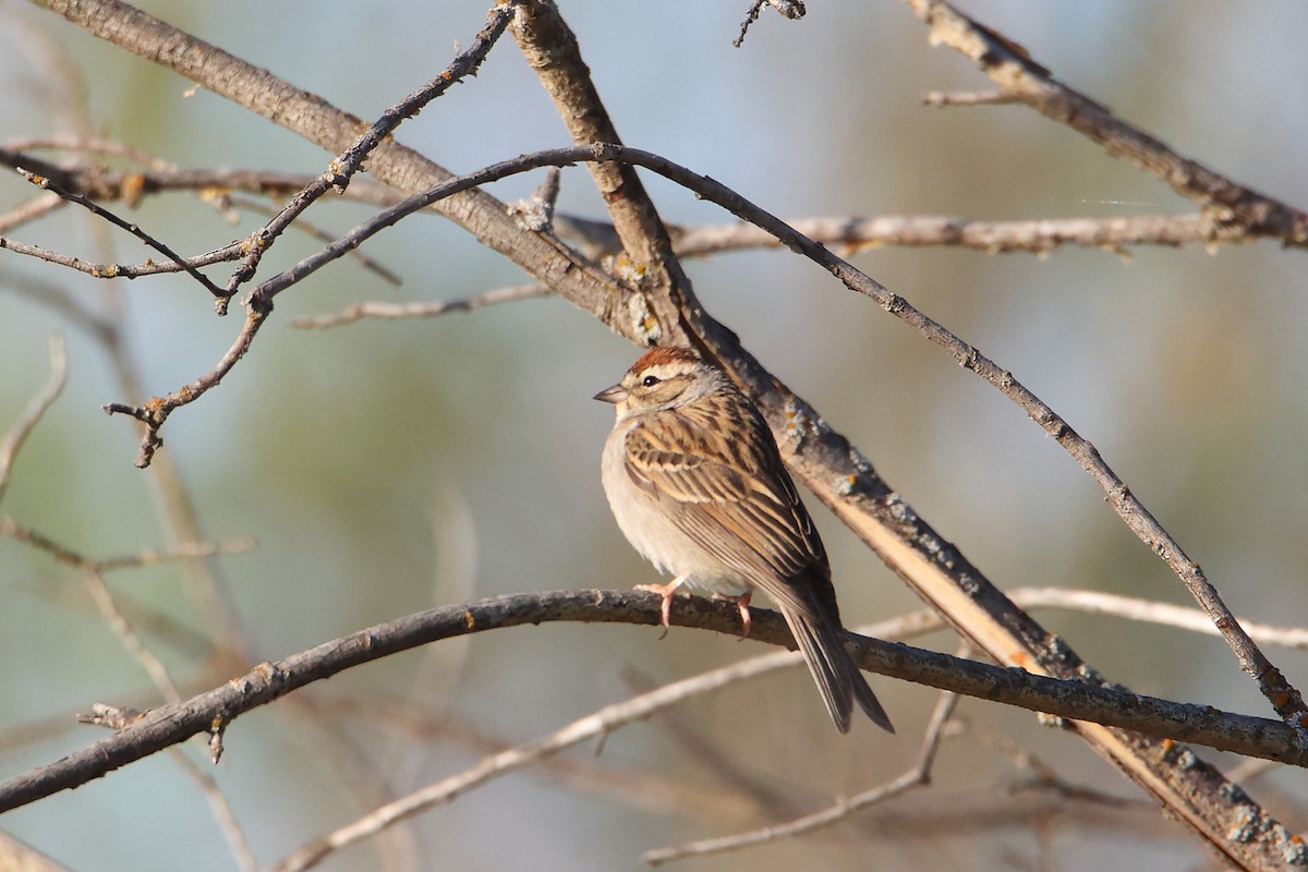 Chipping Sparrow - ML618791726
