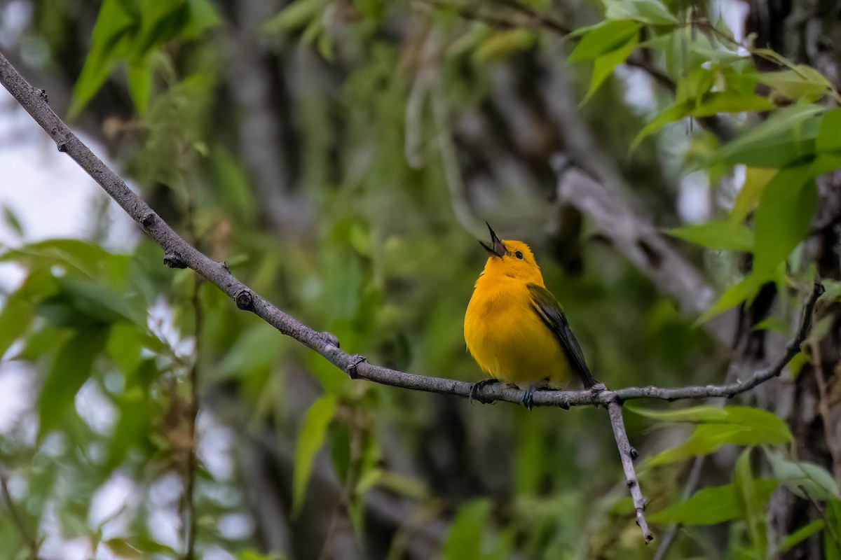 Prothonotary Warbler - ML618791768