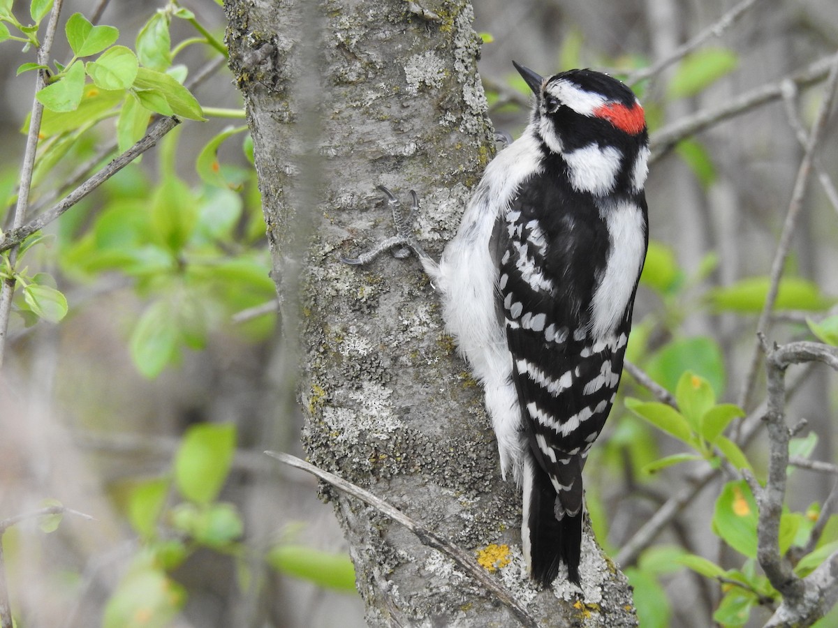 Downy Woodpecker - John Adams