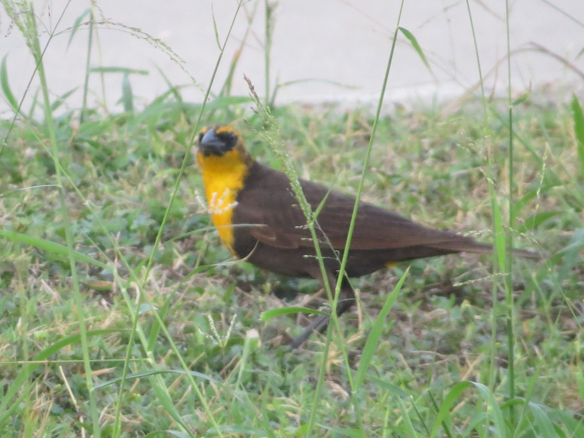 Yellow-headed Blackbird - Tamie Bulow