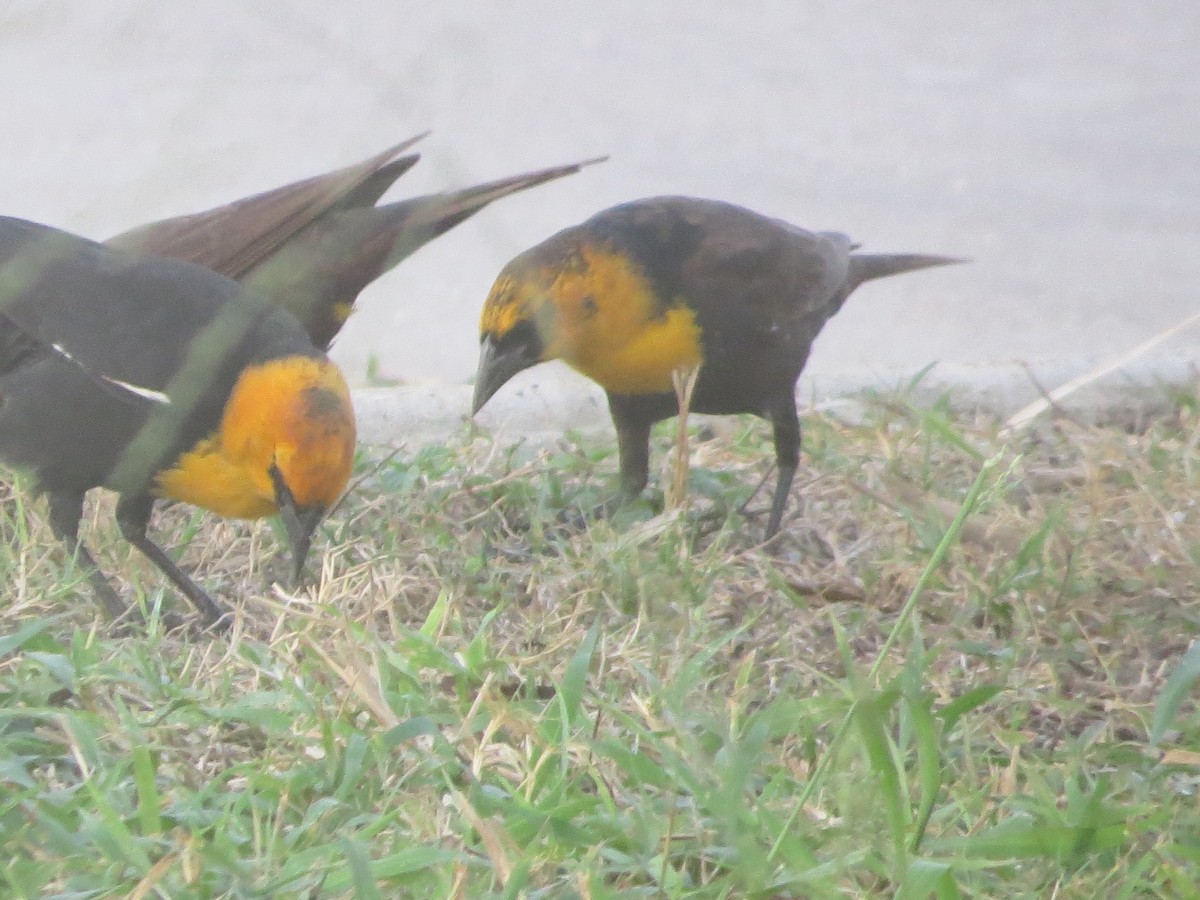 Yellow-headed Blackbird - Tamie Bulow