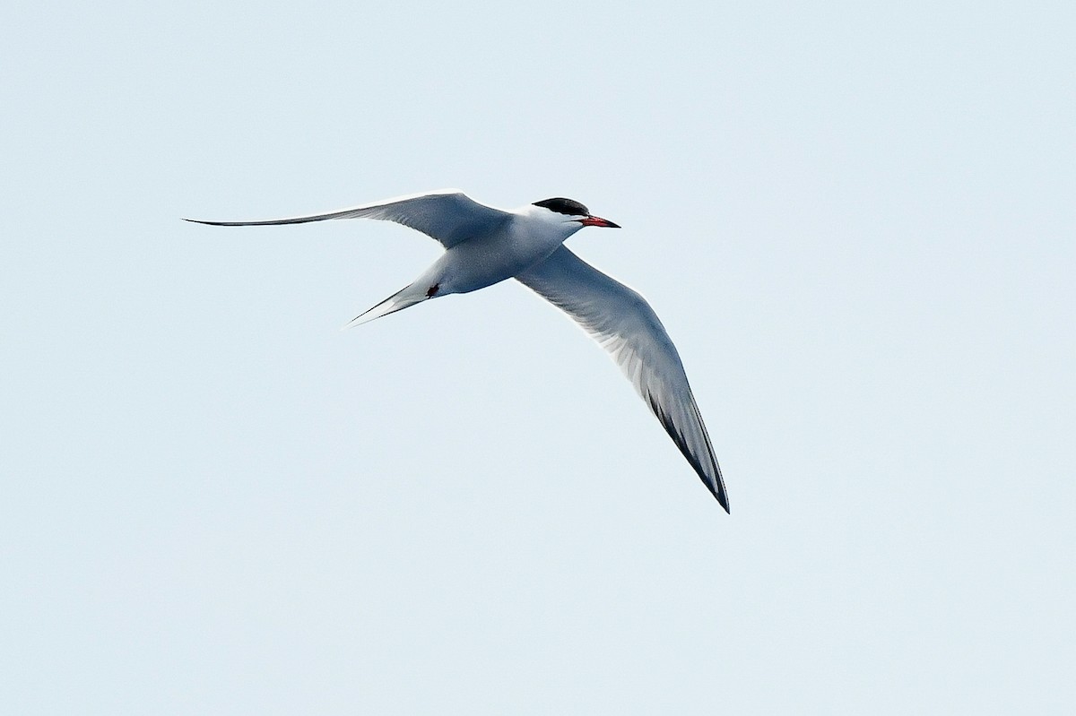 Common Tern - Kate Sutherland