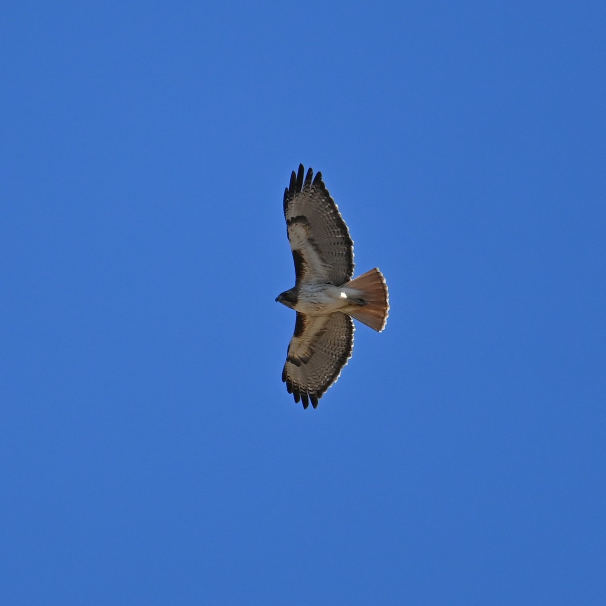 Red-tailed Hawk - ML618791790