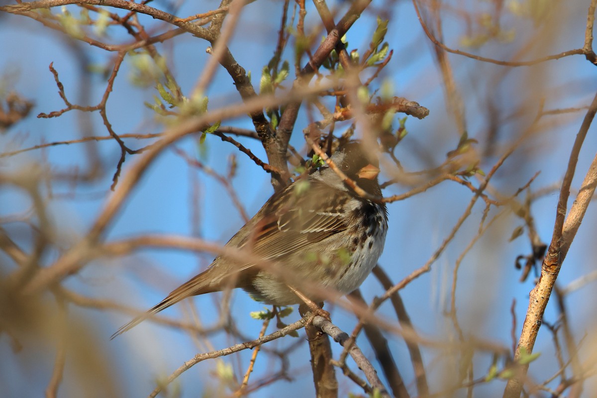 Harris's Sparrow - kosala rajapaksha