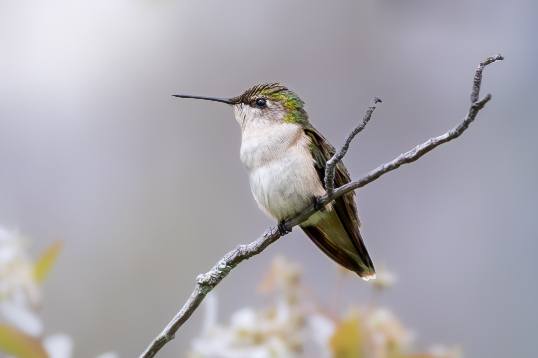 Ruby-throated Hummingbird - Nicole Short