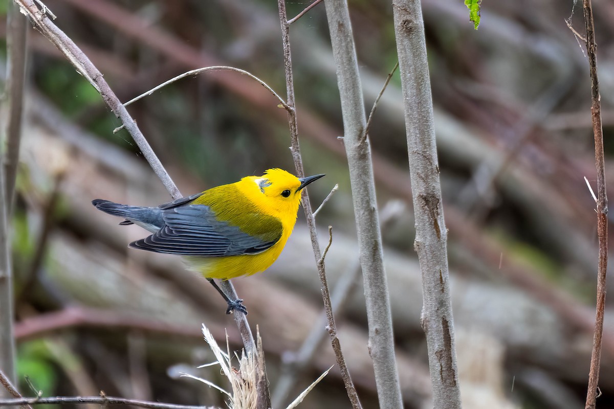 Prothonotary Warbler - ML618791812