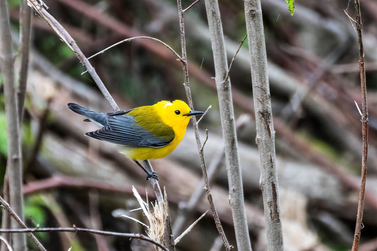 Prothonotary Warbler - ML618791813