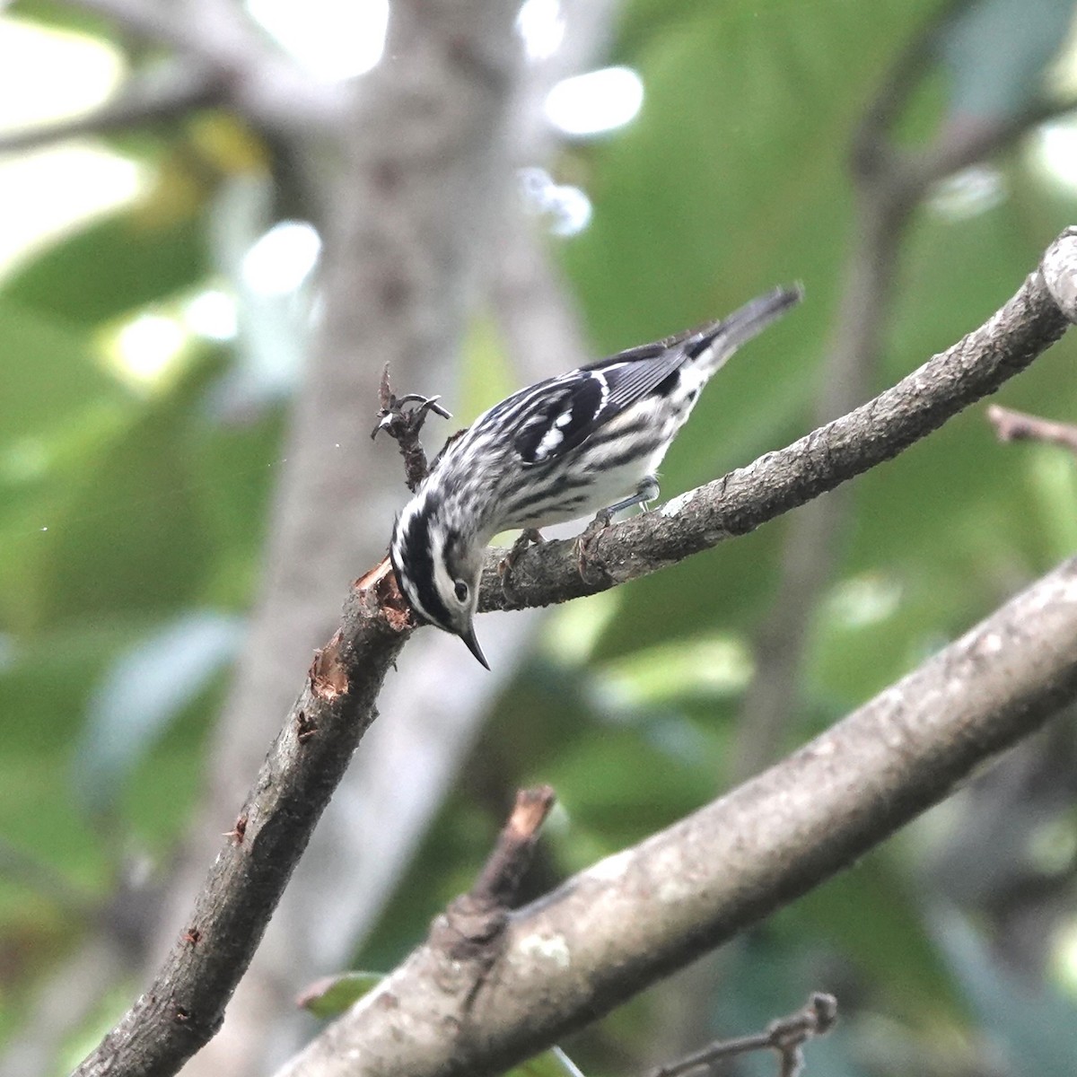 Black-and-white Warbler - ML618791822