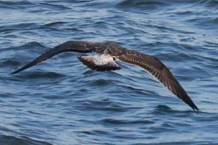 Lesser Black-backed Gull - ML618791868