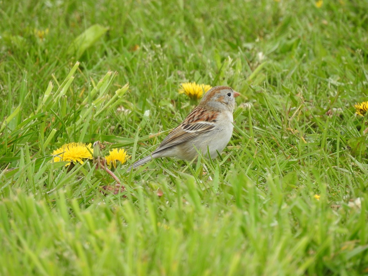 Field Sparrow - ML618791874