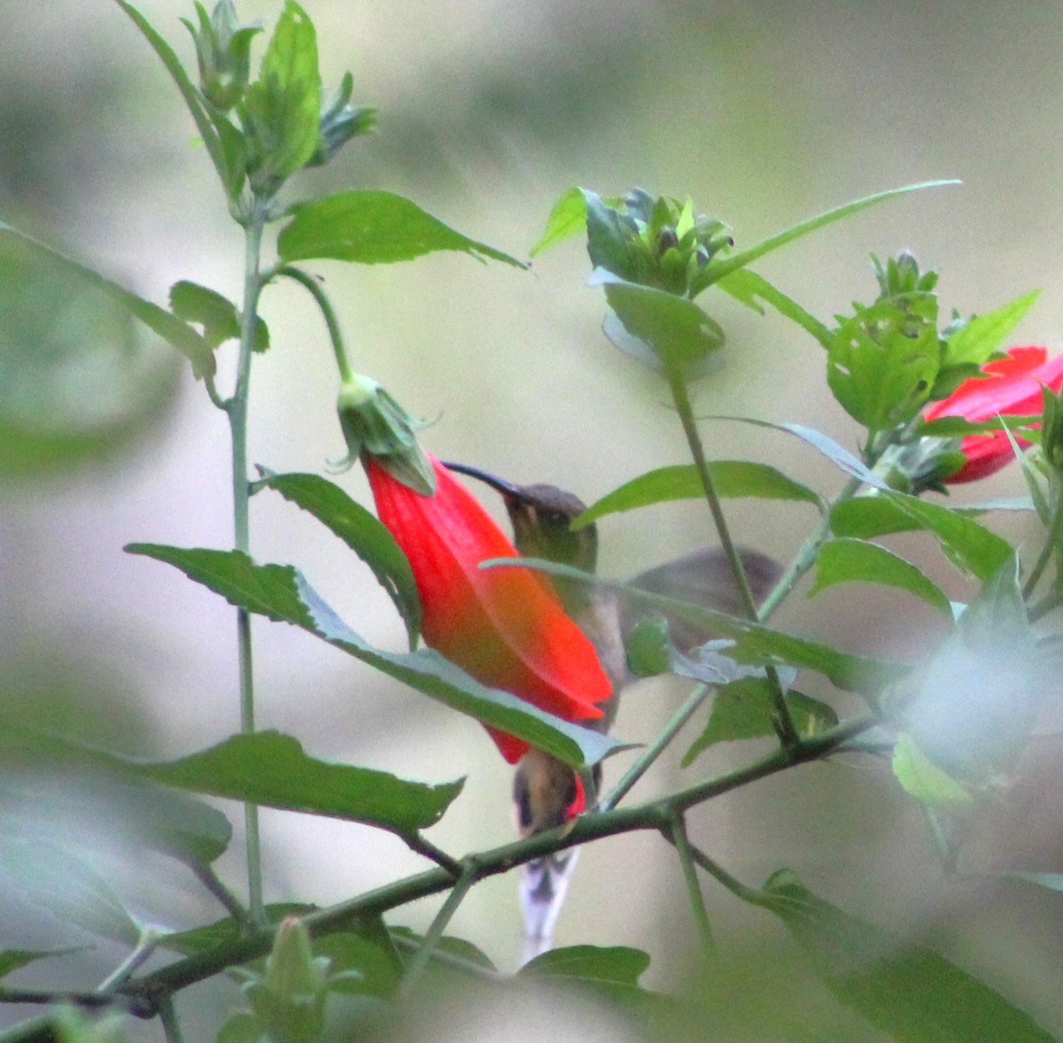 kolibřík šupinkohrdlý - ML618791890