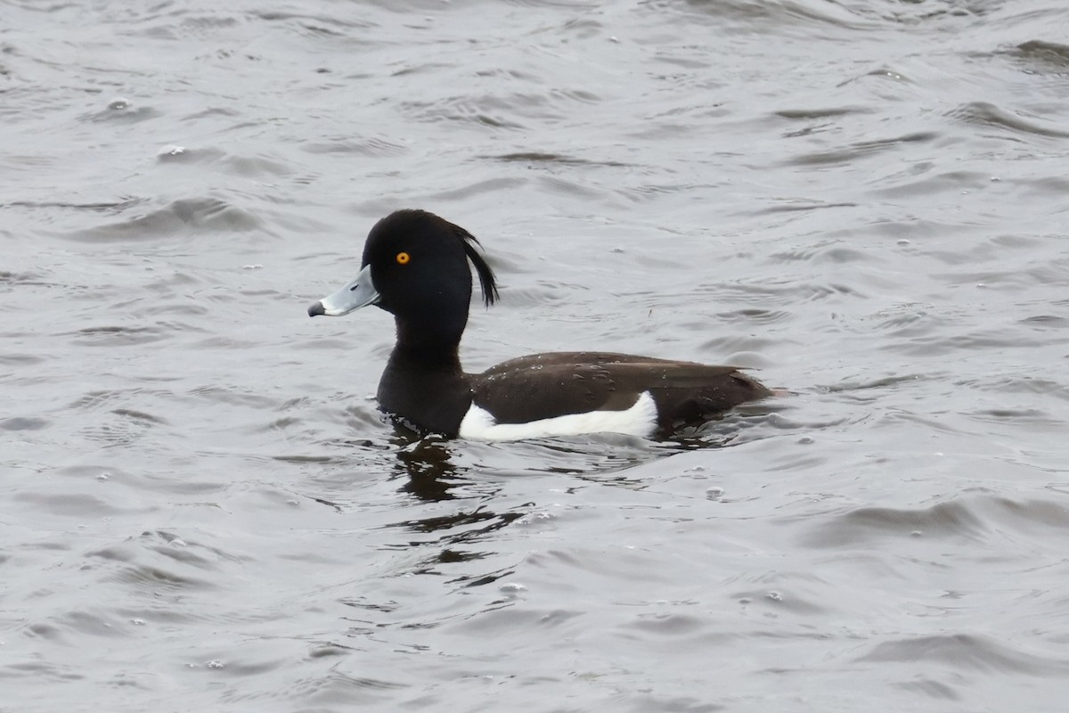 Tufted Duck - ML618791901