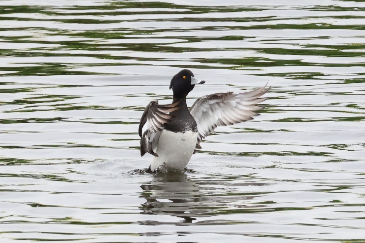 Tufted Duck - ML618791902