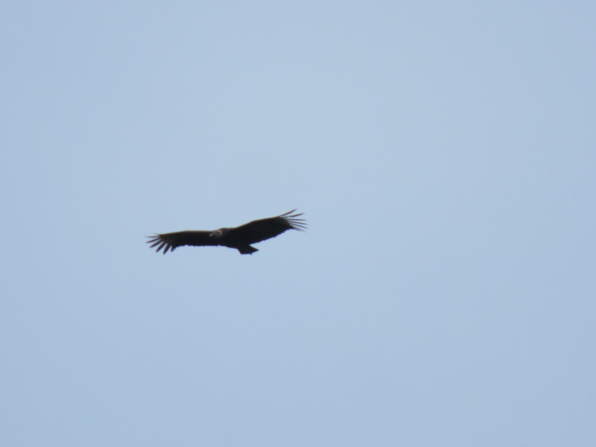 Black Vulture - ML618791903