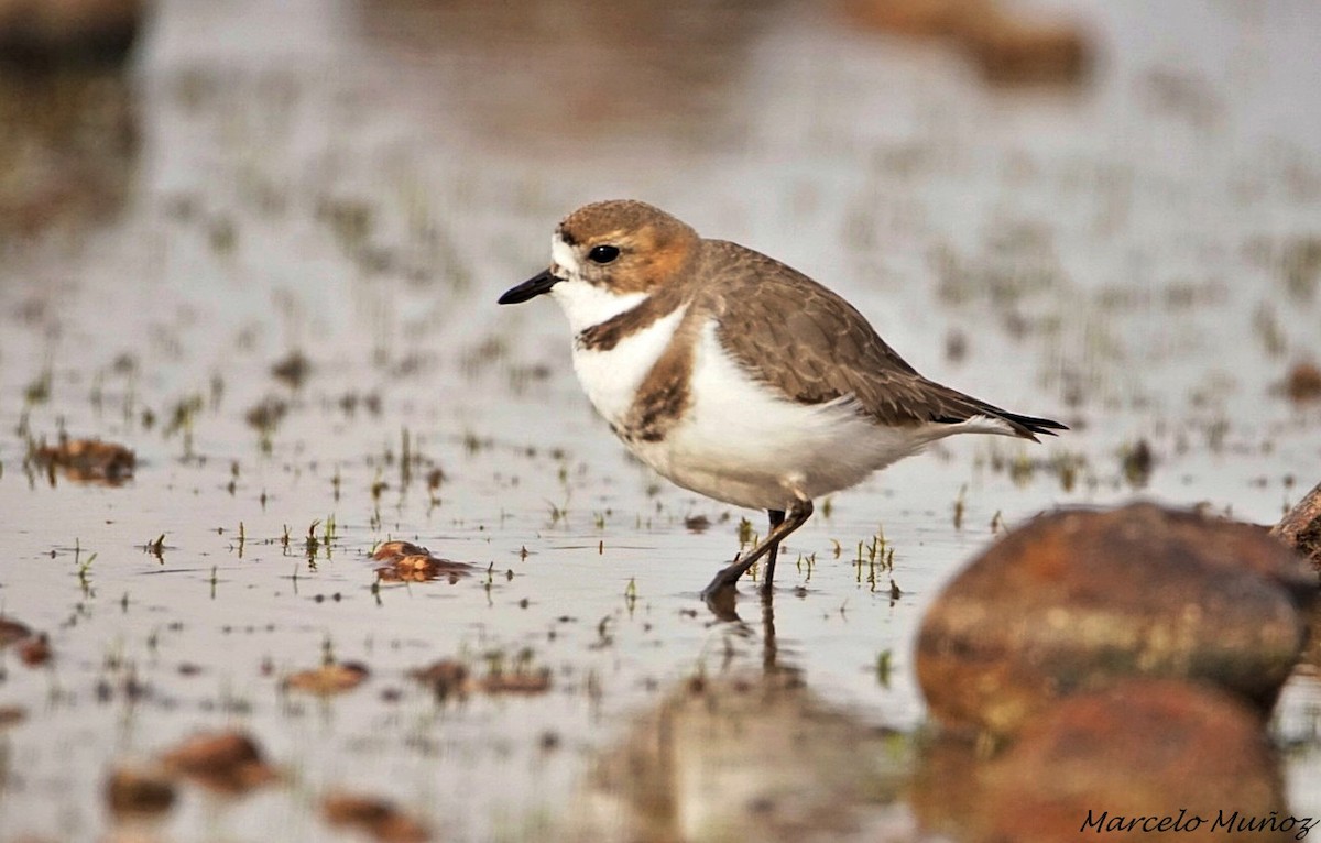 Two-banded Plover - marcelo muñoz