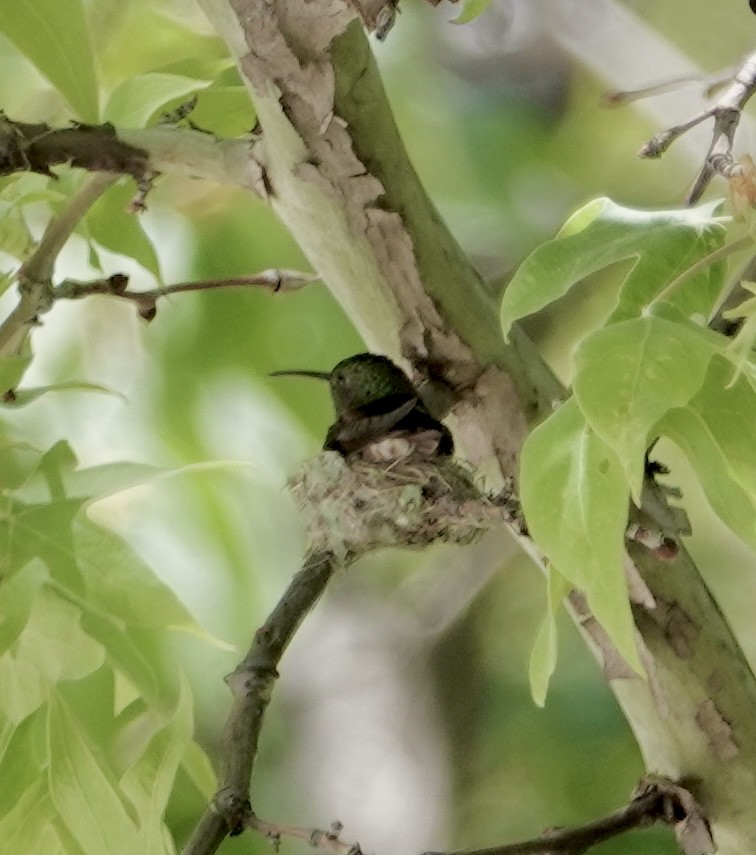 kolibřík mexický - ML618791960