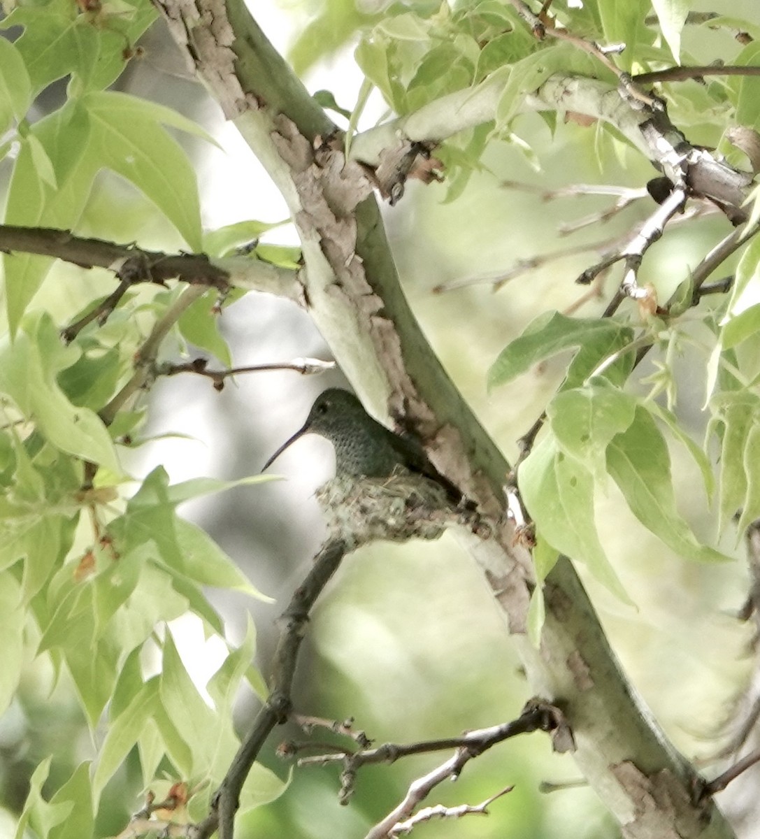 Berylline Hummingbird - ML618791963