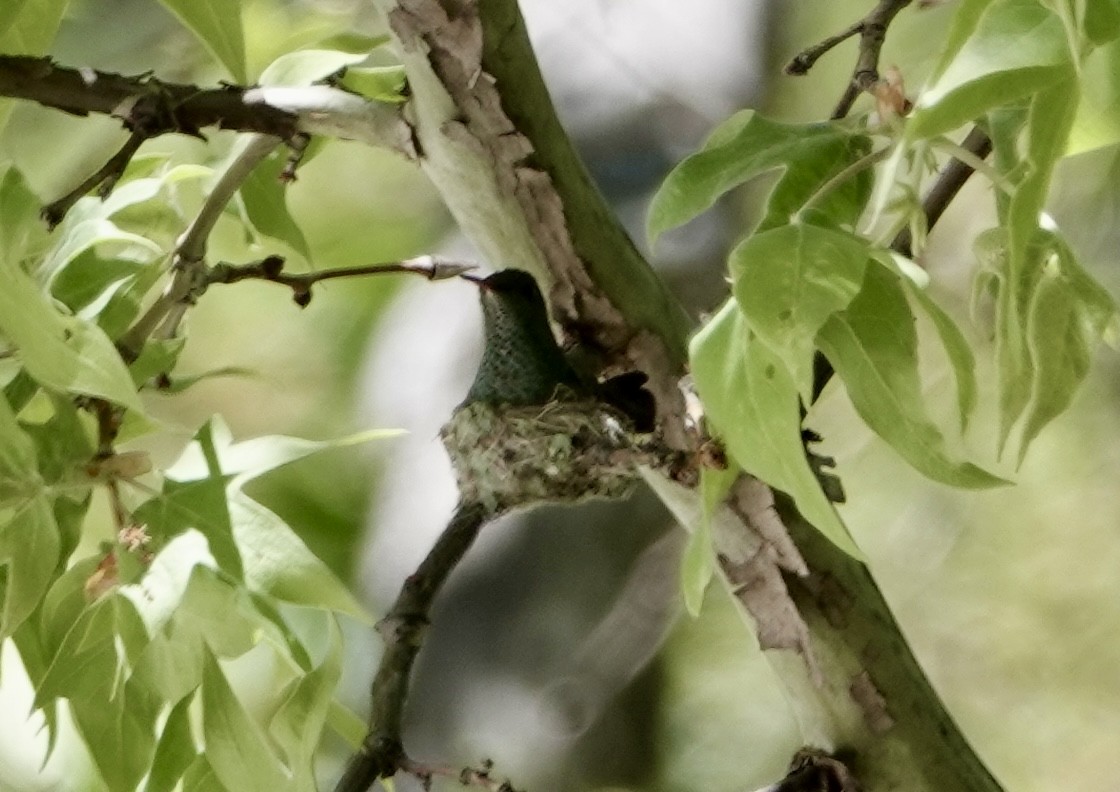 kolibřík mexický - ML618791965