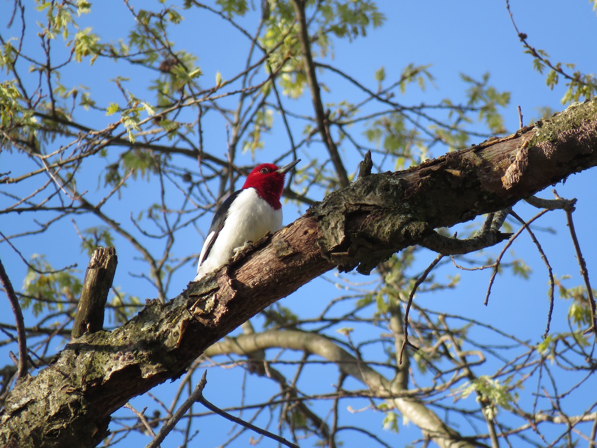 Red-headed Woodpecker - ML618791993