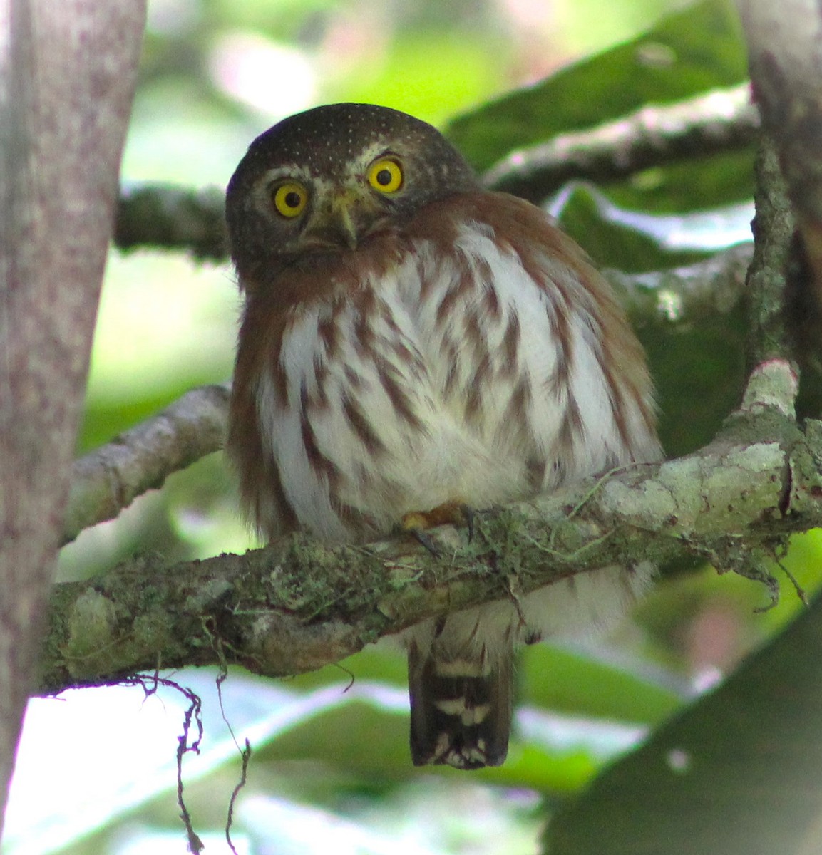 Least Pygmy-Owl - ML618792011