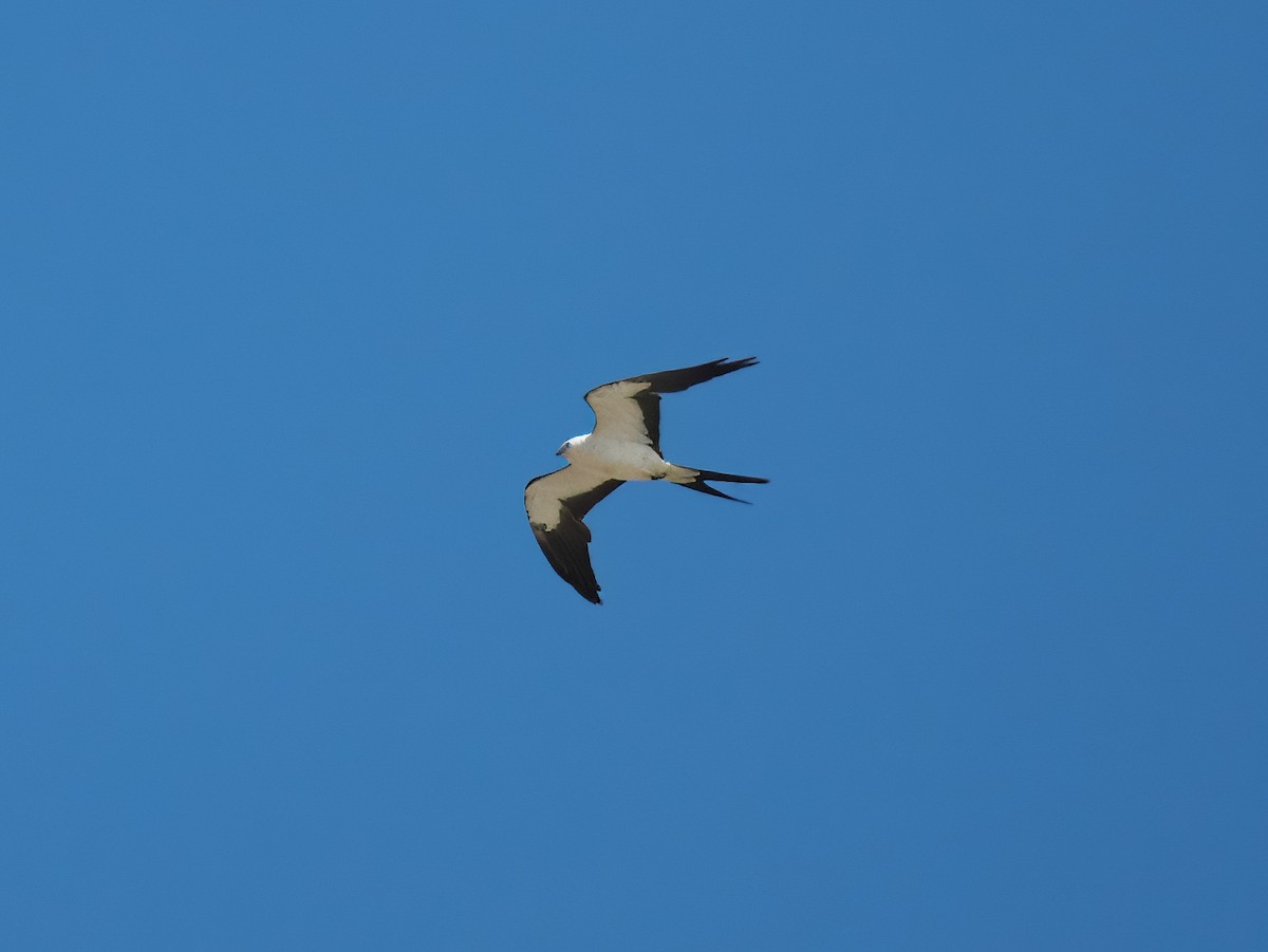 Swallow-tailed Kite - Gavin Edmondstone