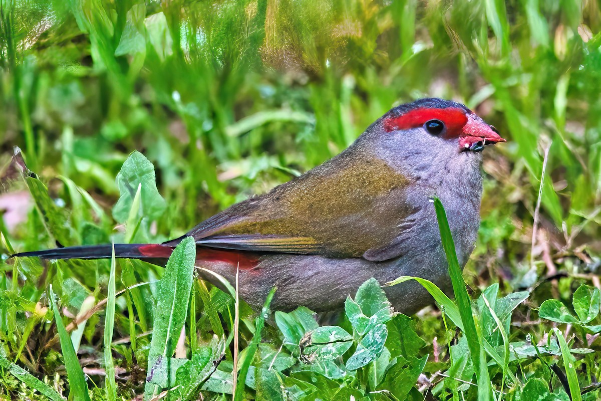 Red-browed Firetail - Alfons  Lawen