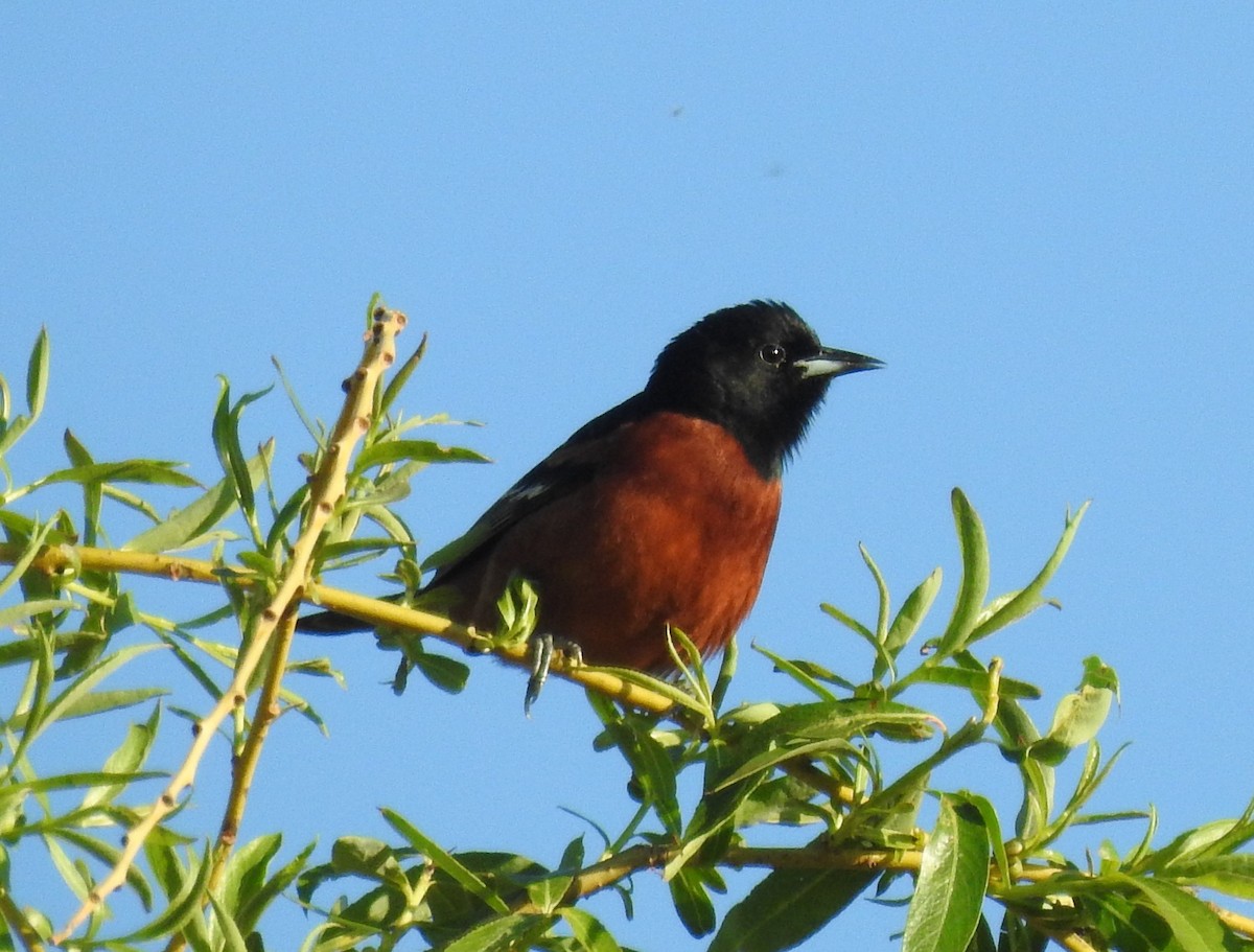 Orchard Oriole - Bruce Hoover