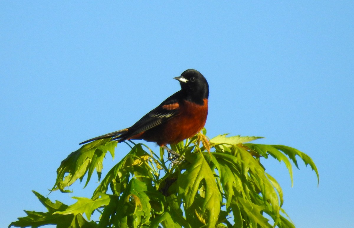 Orchard Oriole - Bruce Hoover