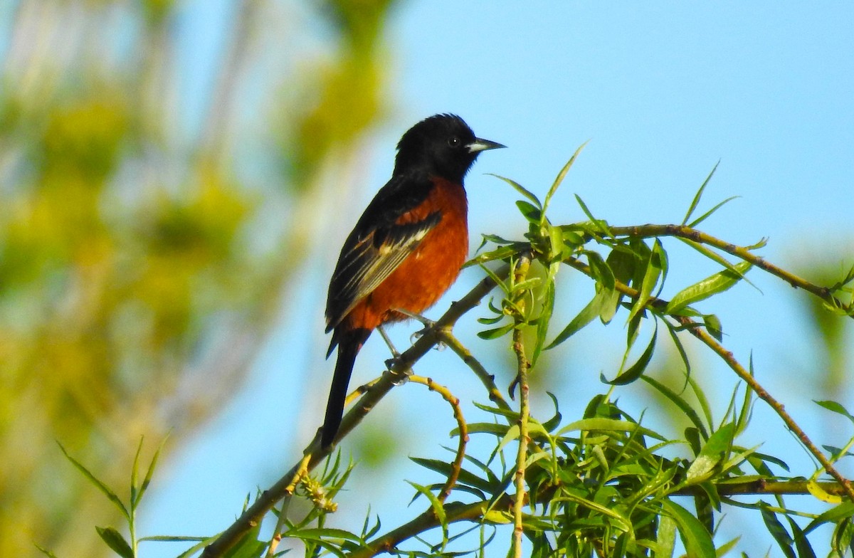 Orchard Oriole - ML618792040