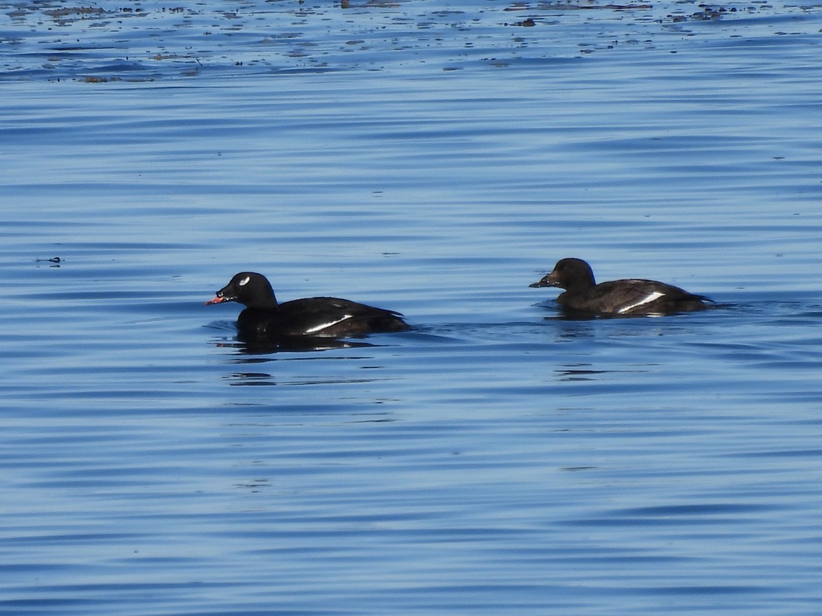 White-winged Scoter - Michelle Bélanger
