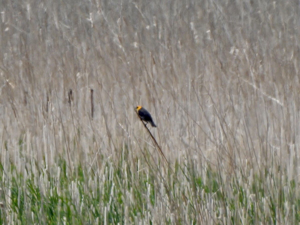 Yellow-headed Blackbird - ML618792076