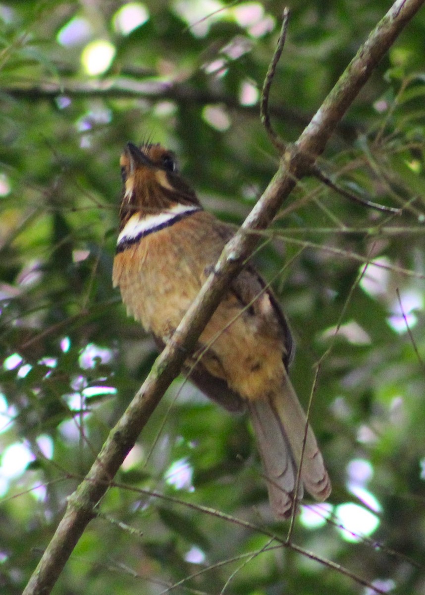 Crescent-chested Puffbird (Greater) - ML618792081
