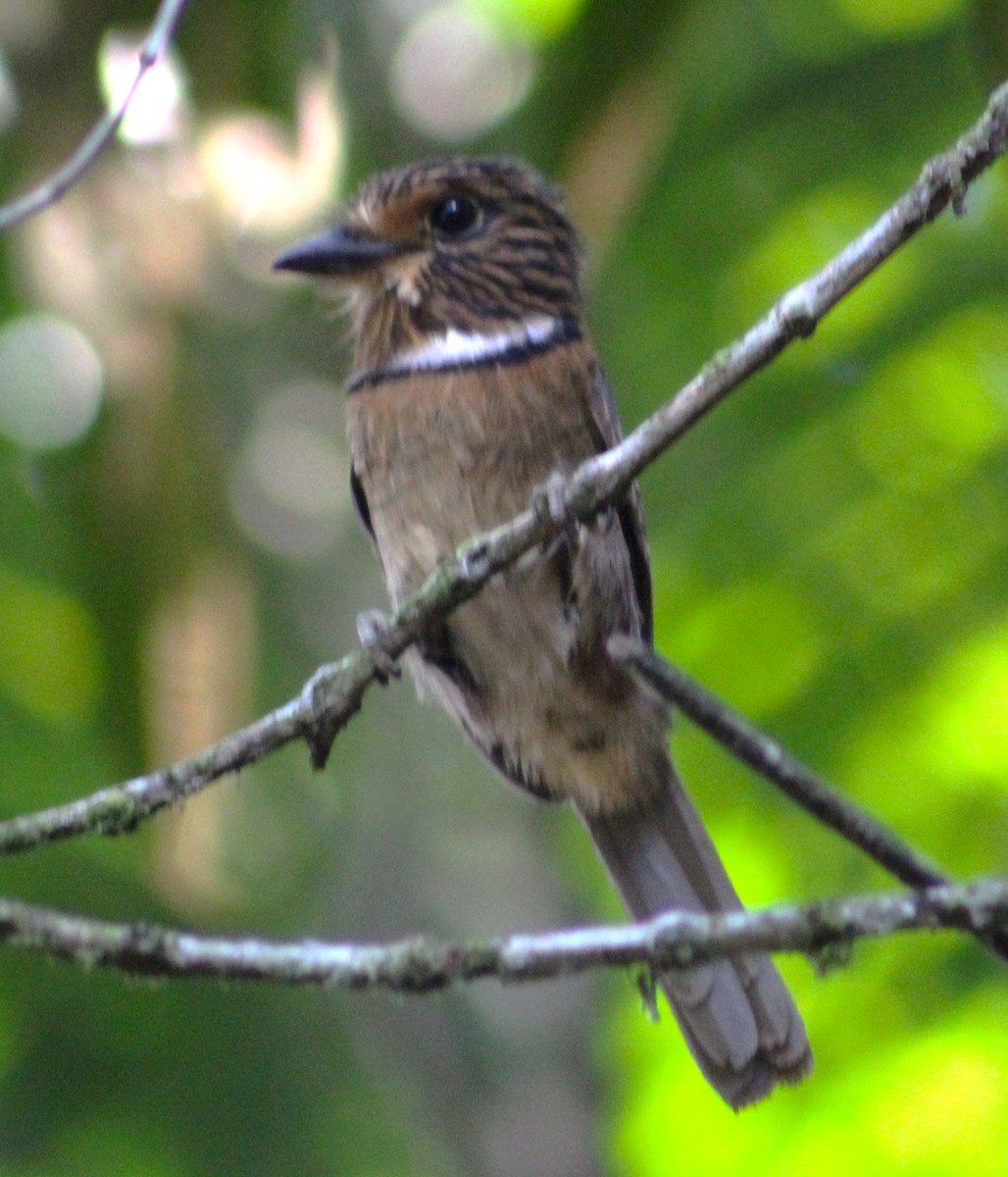 Crescent-chested Puffbird (Greater) - ML618792082