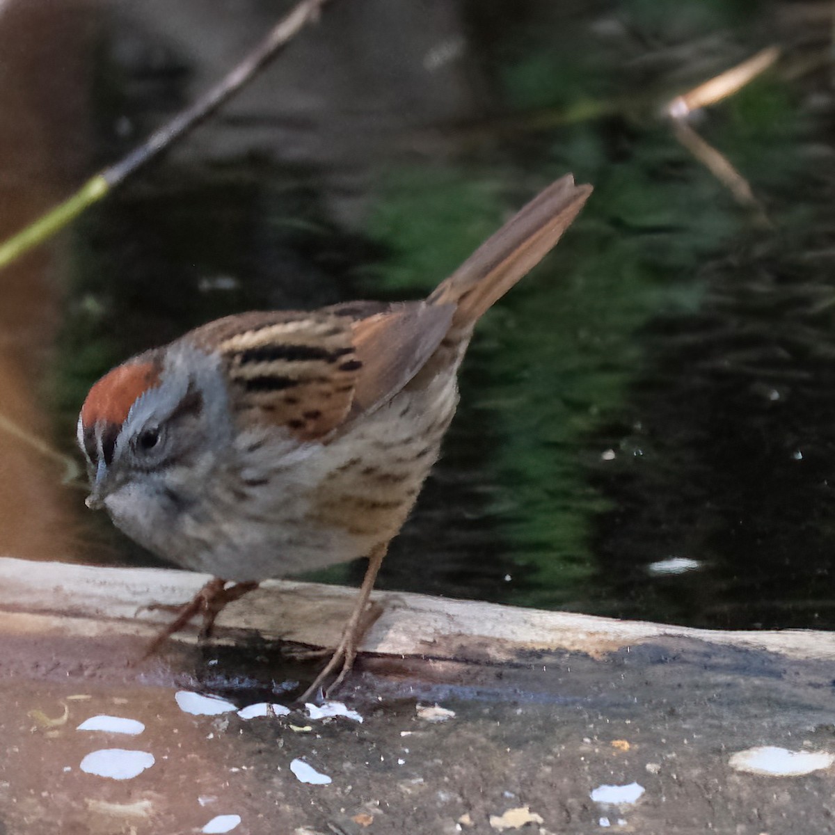 Swamp Sparrow - ML618792096