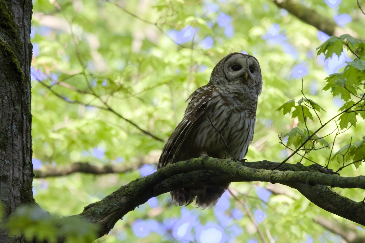 Barred Owl - Stan Lilley