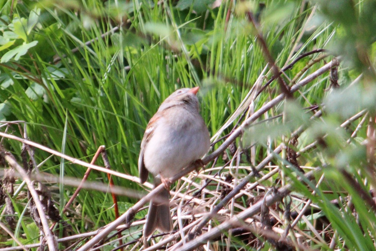 Field Sparrow - ML618792158