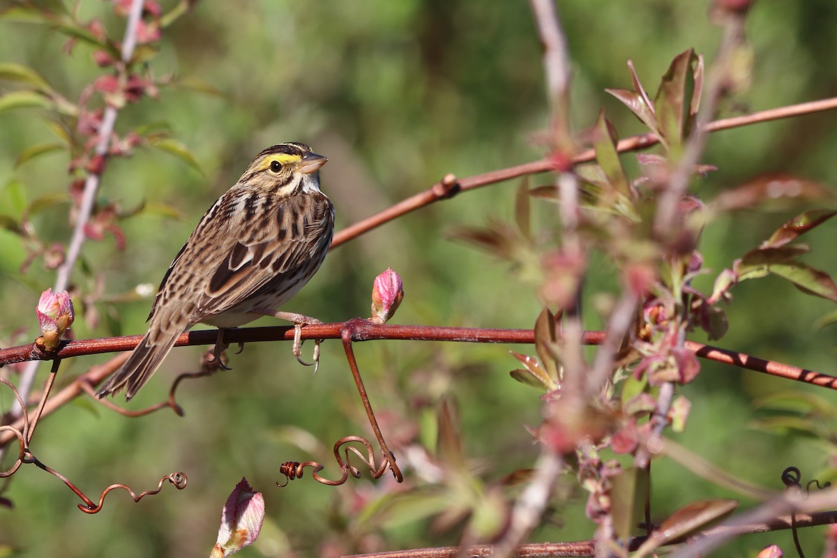 Savannah Sparrow - ML618792159