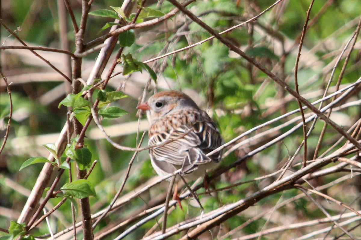 Field Sparrow - ML618792160