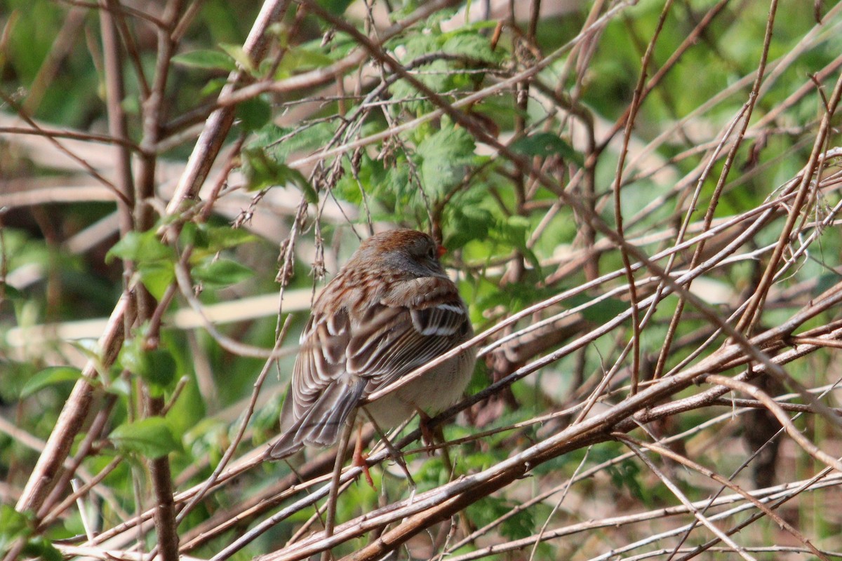 Field Sparrow - ML618792161