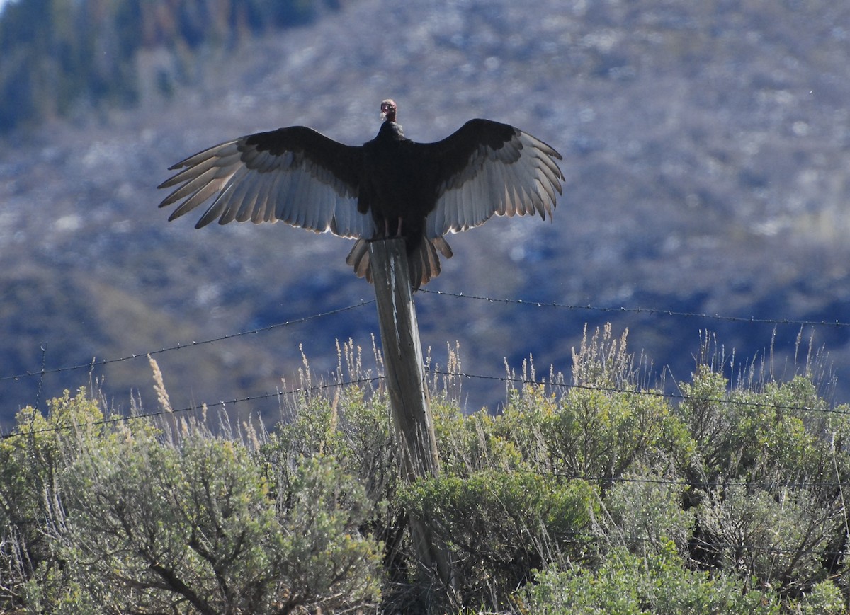 Turkey Vulture - Mary Mac Gregor