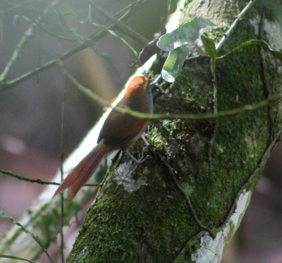 Rufous-capped Spinetail - ML618792221