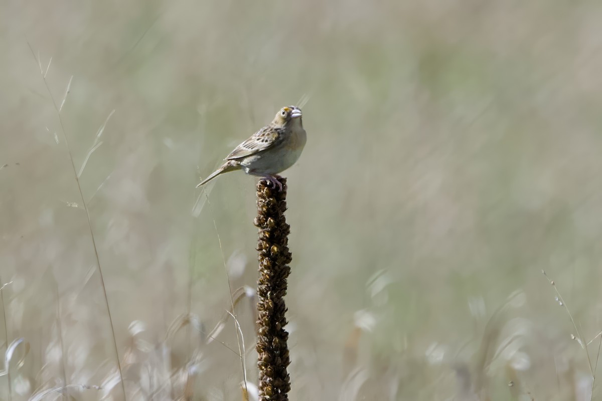 Grasshopper Sparrow - Stan Lilley