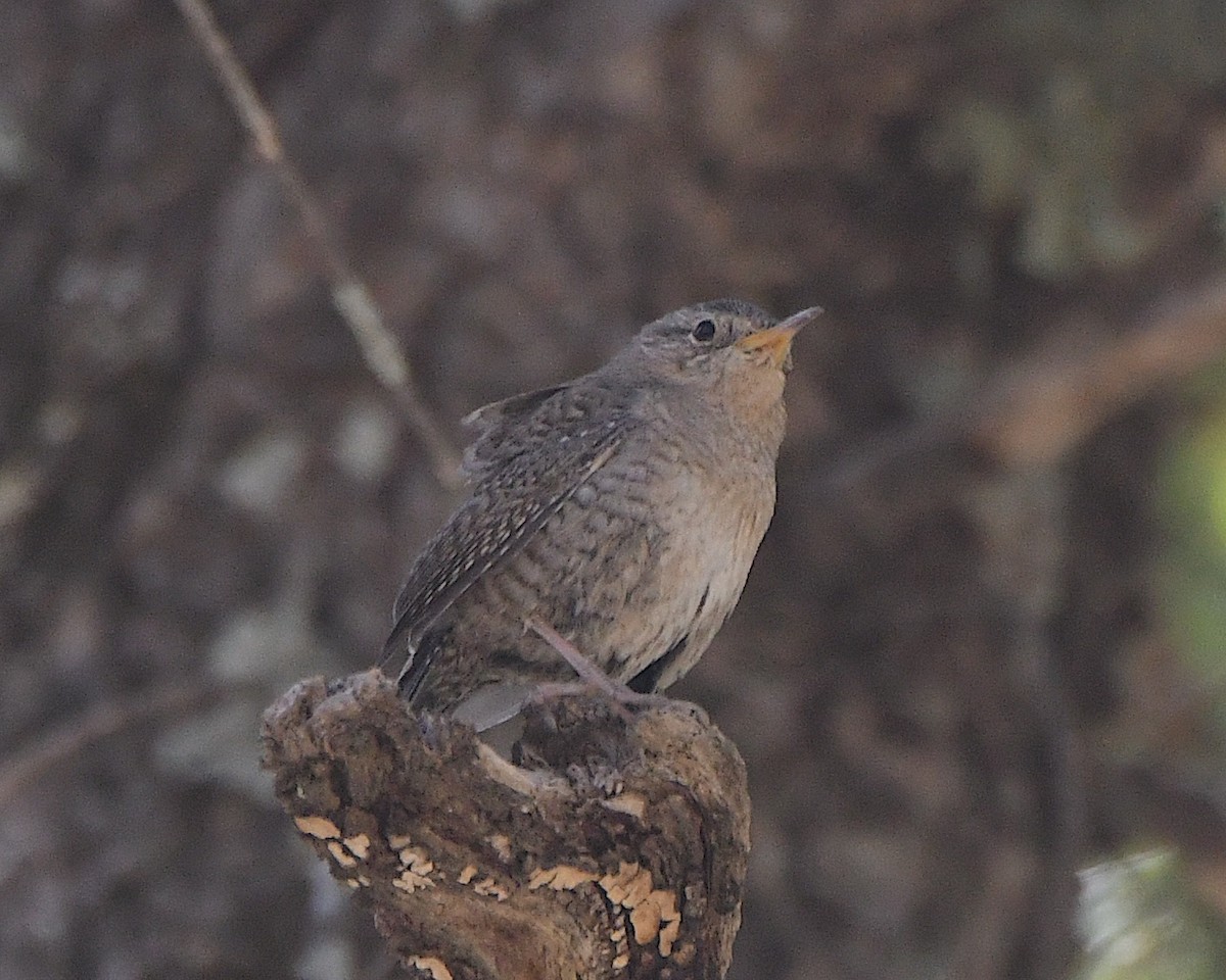 House Wren - Ted Wolff