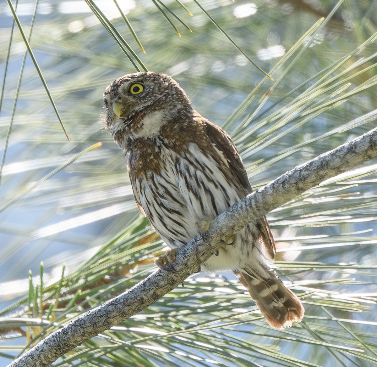 Northern Pygmy-Owl - ML618792302