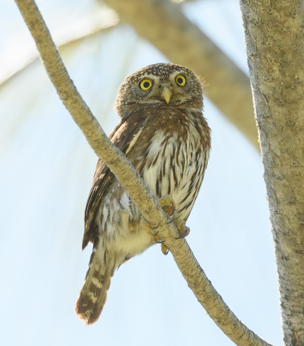 Northern Pygmy-Owl - ML618792308