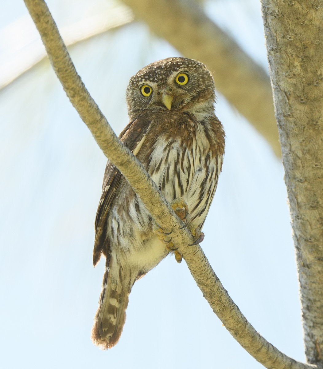 Northern Pygmy-Owl - ML618792310