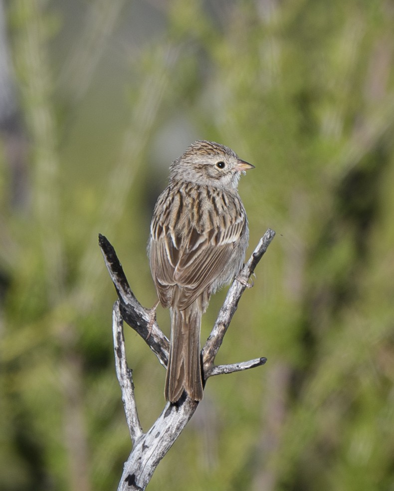 Brewer's Sparrow - Joshua Greenfield