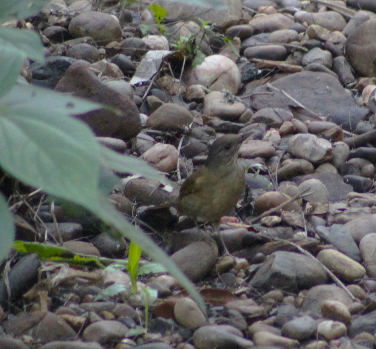Pale-breasted Thrush - ML618792353
