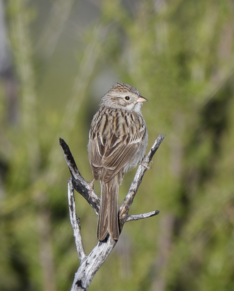 Brewer's Sparrow - Joshua Greenfield