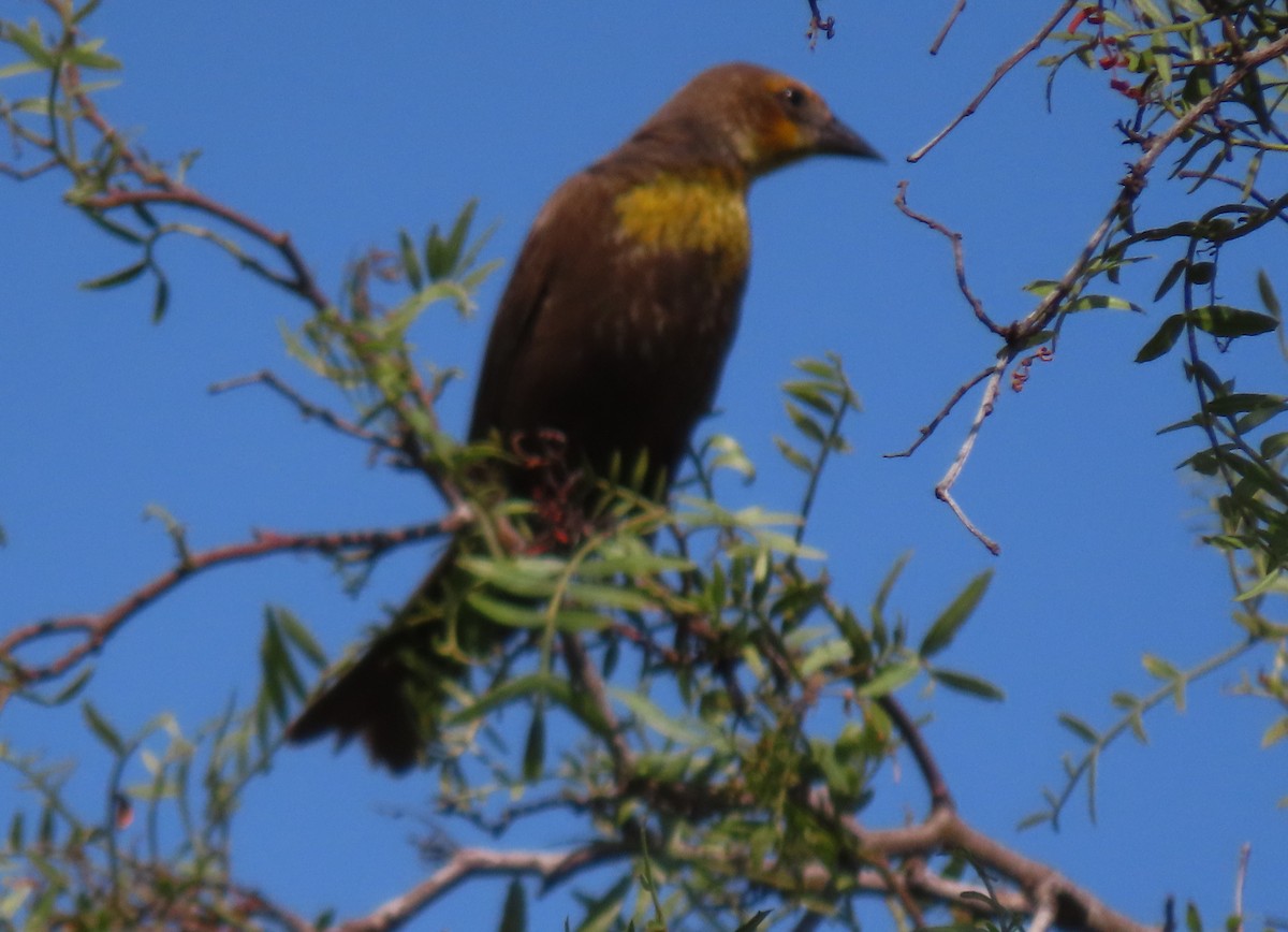 Yellow-headed Blackbird - ML618792364
